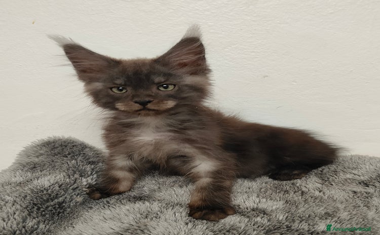 Maine Coon gatti a Città Metropolitana di Venezia - Annuncio 3