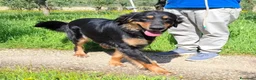 Hovawart cani in regalo: Noir, fiero ed elegante - Annuncio 5