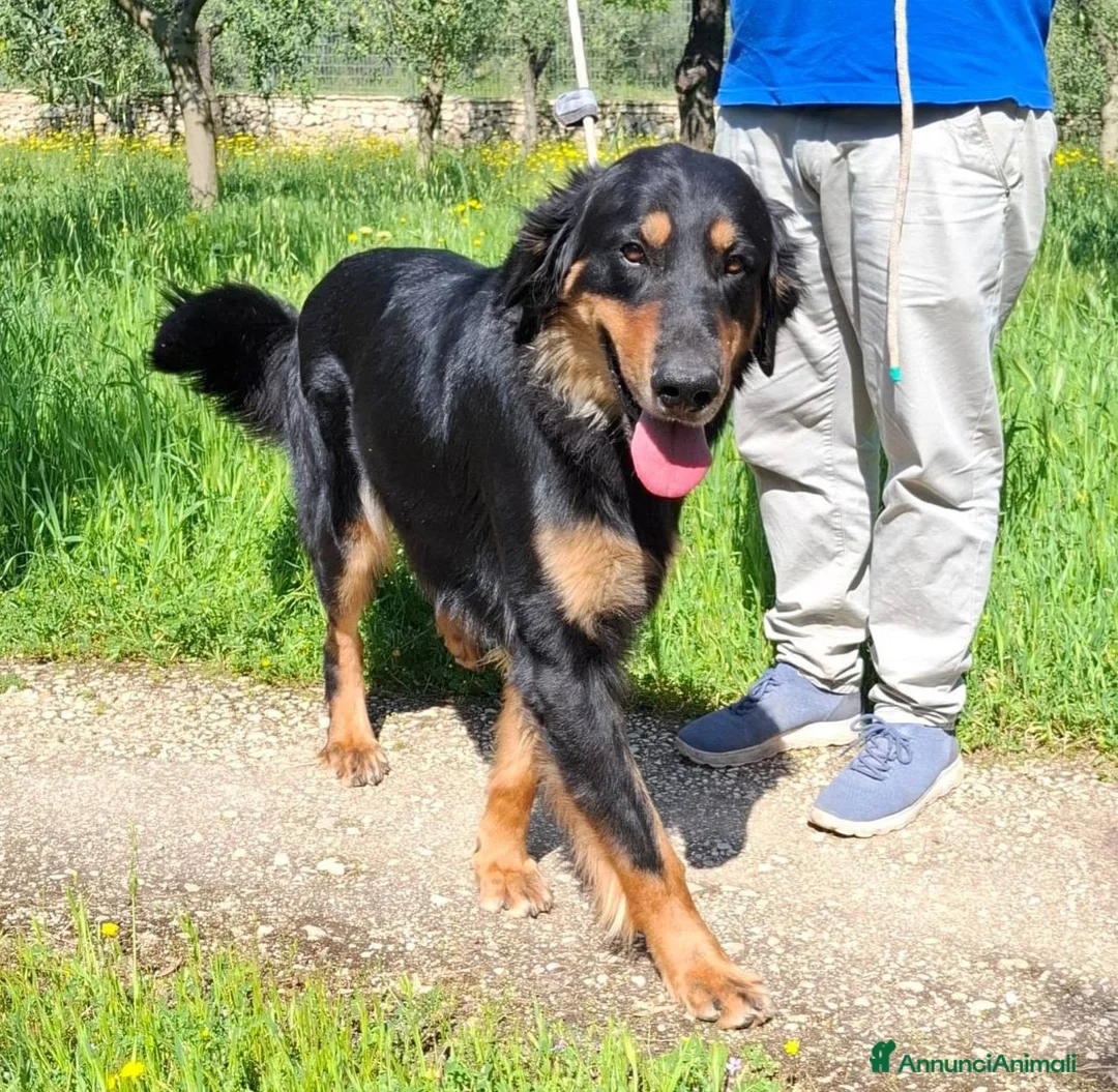 Hovawart cani in regalo: Noir, fiero ed elegante - Annuncio 5