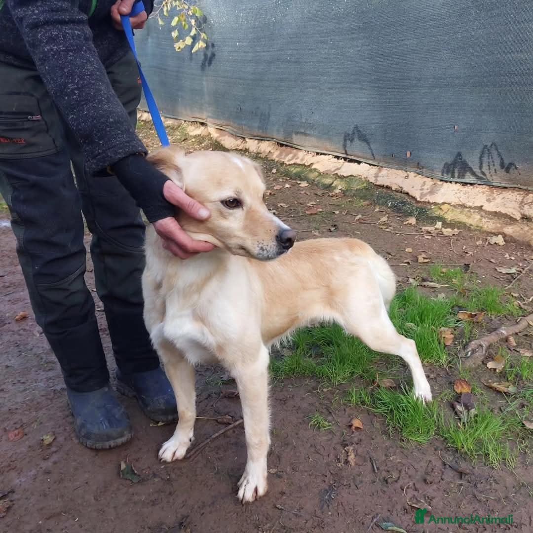 Meticcio cani in regalo: Zip dolcissimo a Provincia di Viterbo - Annuncio 3