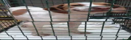 Beagle cani in regalo: Thor, Beagle cucciolo in canile - Annuncio 2