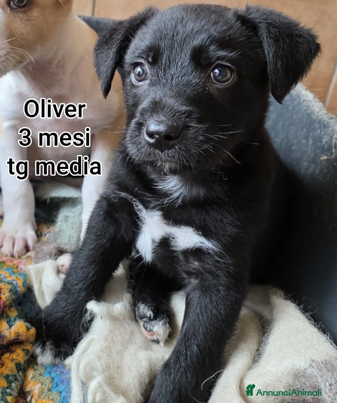 Meticcio cani in regalo: CUCCIOLI ABBANDONATI: URGENTE! a Città Metropolitana di Torino - Annuncio 2