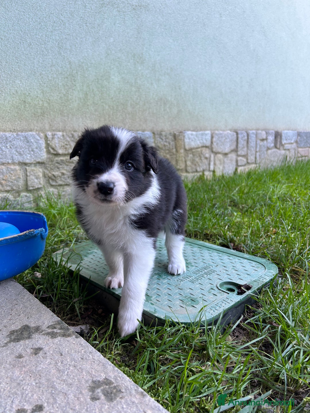 Border Collie cani in vendita: Cuccioli di Border Collie - Annuncio 4