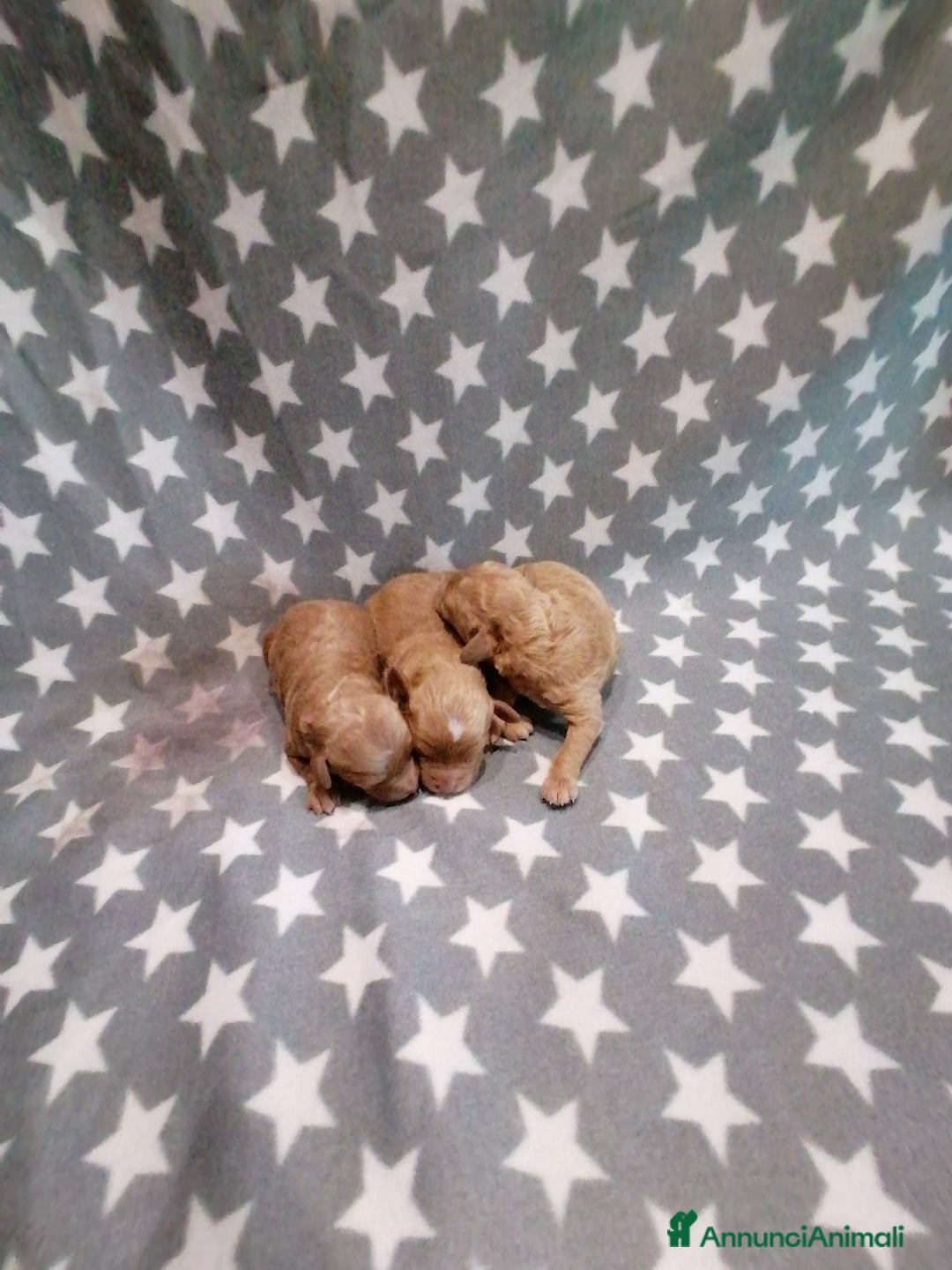 Barboncino Toy cani in vendita: Barboncini Toy cuccioli - Annuncio 3