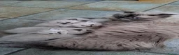 Siberiano gatti in vendita: Gattini di razza siberiana ipoallergenici, neva - Annuncio 6