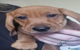 Bassotto cani in vendita: Cuccioli di Bassotto Nano a Città metropolitana di Roma Capitale - Immagine 7