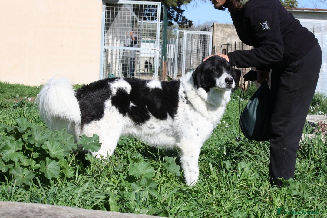 Altre razze cani in regalo: Panda in adozione - Annuncio 6