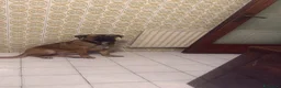 Meticcio cani in regalo: Wendy a Città metropolitana di Roma Capitale - Annuncio 11