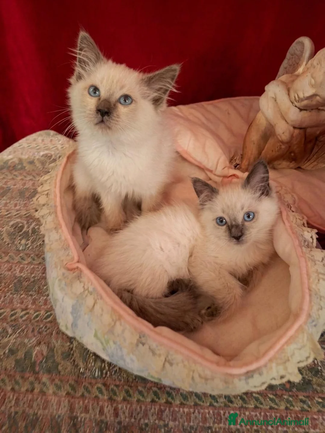 Ragdoll gatti in vendita: Splendidi cuccioli Ragdoll a Città metropolitana di Milano - Annuncio 2