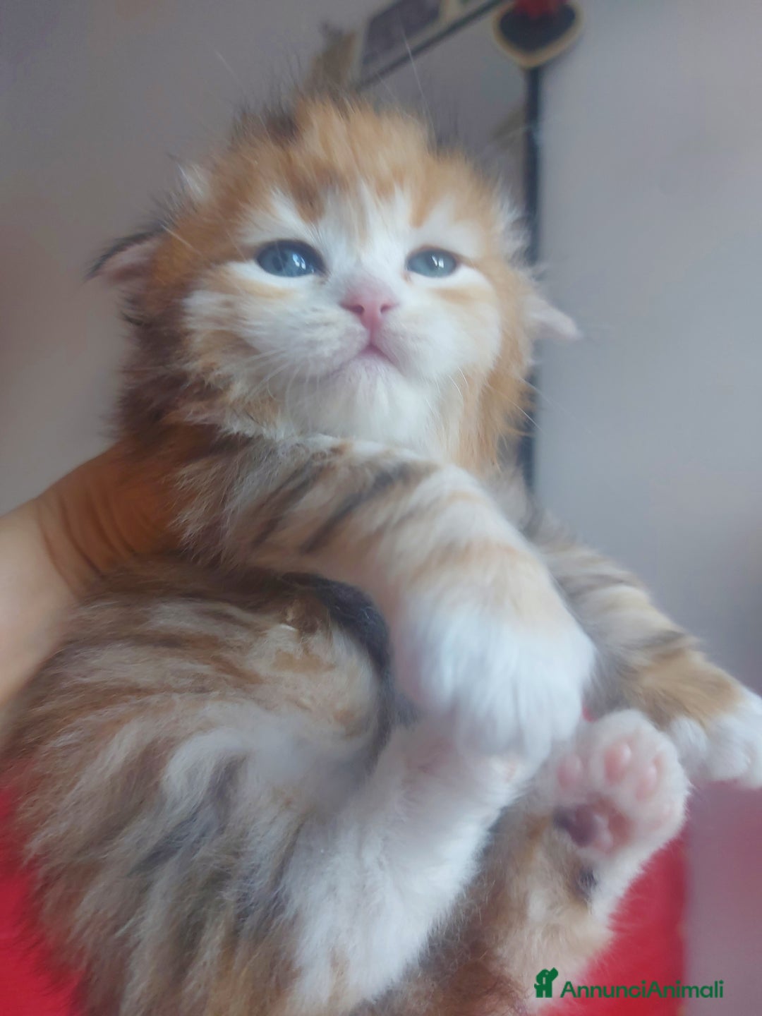 Siberiano gatti in vendita: Cuccioli di gatto Siberiano Certificati  - Annuncio 7