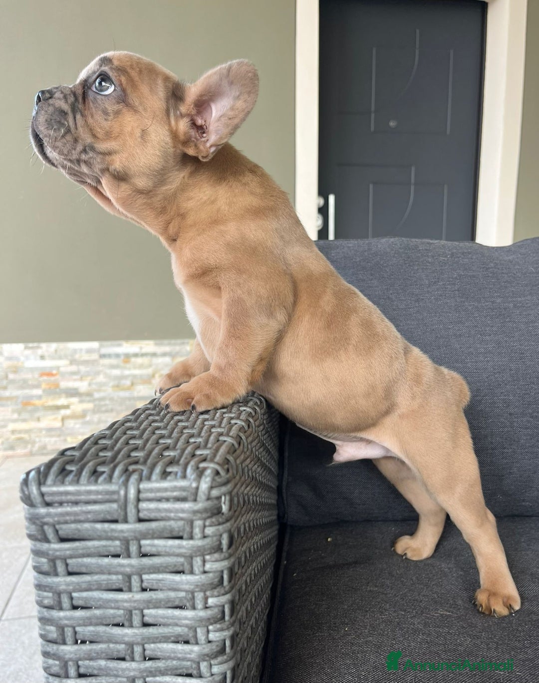 Bulldog Francese cani in vendita: Bulldog francese  - Annuncio 3