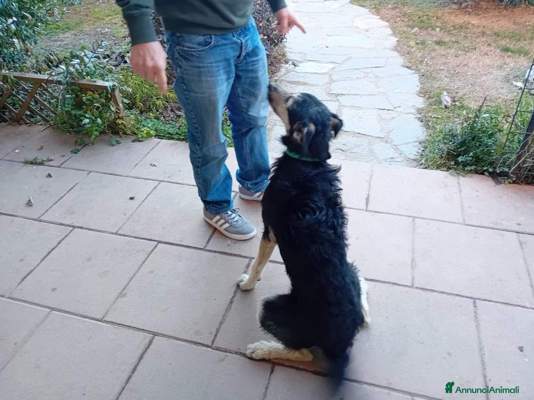 Meticcio cani in regalo: Mi chiamo Blu - Annuncio 2
