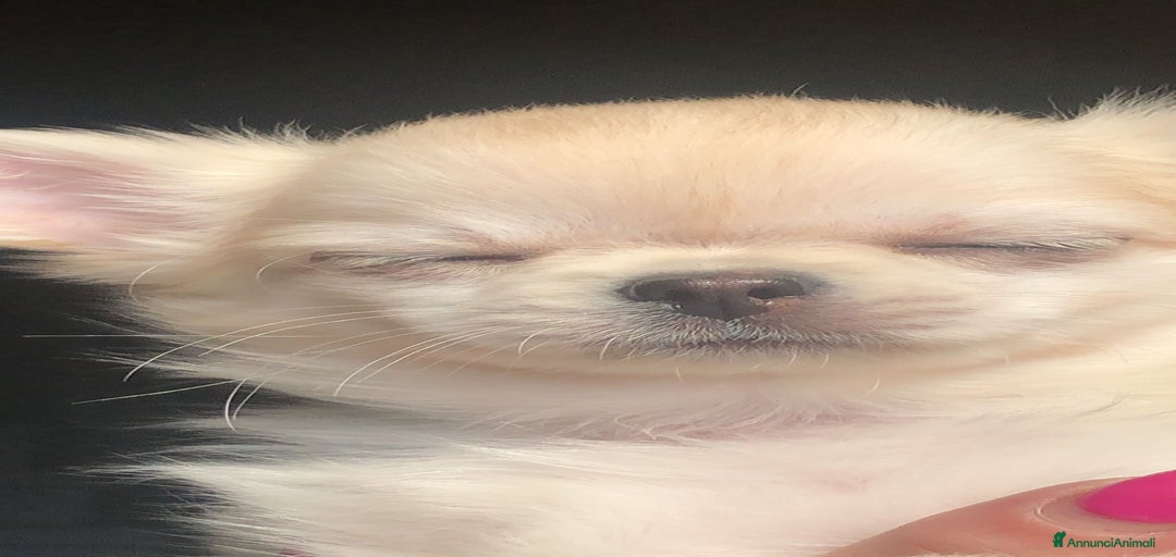 Immagine della galleria {{count}}