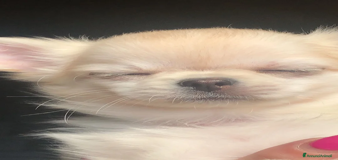 Immagine della galleria {{count}}