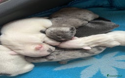 Bulldog Francese cani in vendita: Cuccioli di bulldog francese  a Città Metropolitana di Venezia - Immagine 8