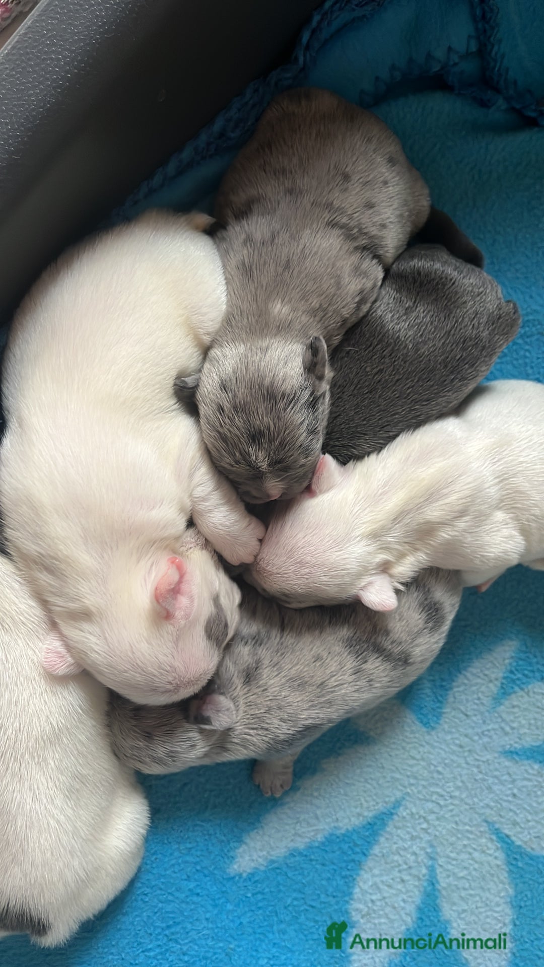 Bulldog Francese cani in vendita: Cuccioli di bulldog francese  a Città Metropolitana di Venezia - Immagine 8