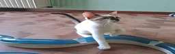 Europeo gatti in regalo: ELEOISE e PENELOPE, adorabili gattine in adozione! - Annuncio 2