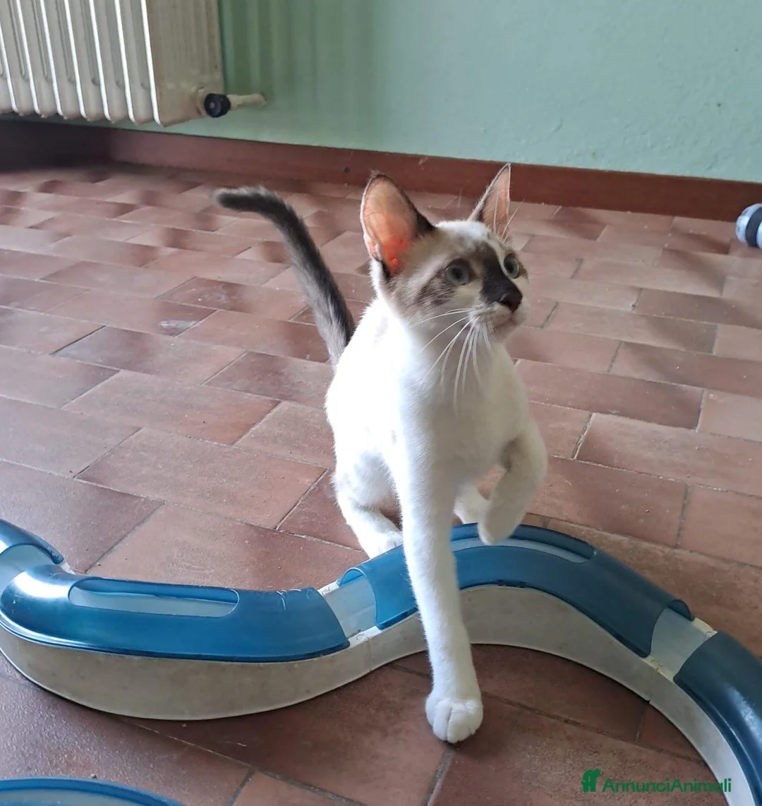 Europeo gatti in regalo: ELEOISE e PENELOPE, adorabili gattine in adozione! - Annuncio 2