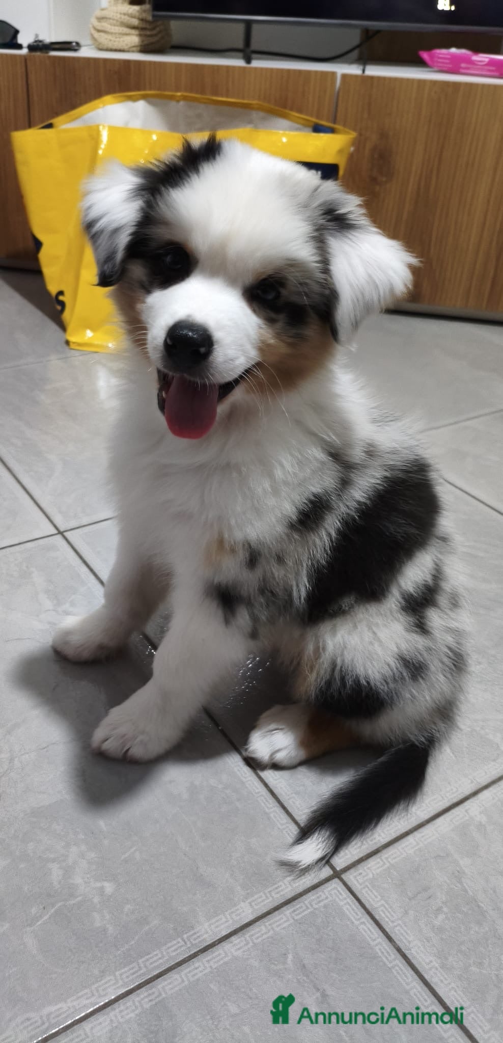Australian Shepherd cani Meraviglioso cucciolo blue merle  - Annuncio 13