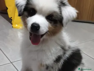 Australian Shepherd cani Meraviglioso cucciolo blue merle - Annuncio 13