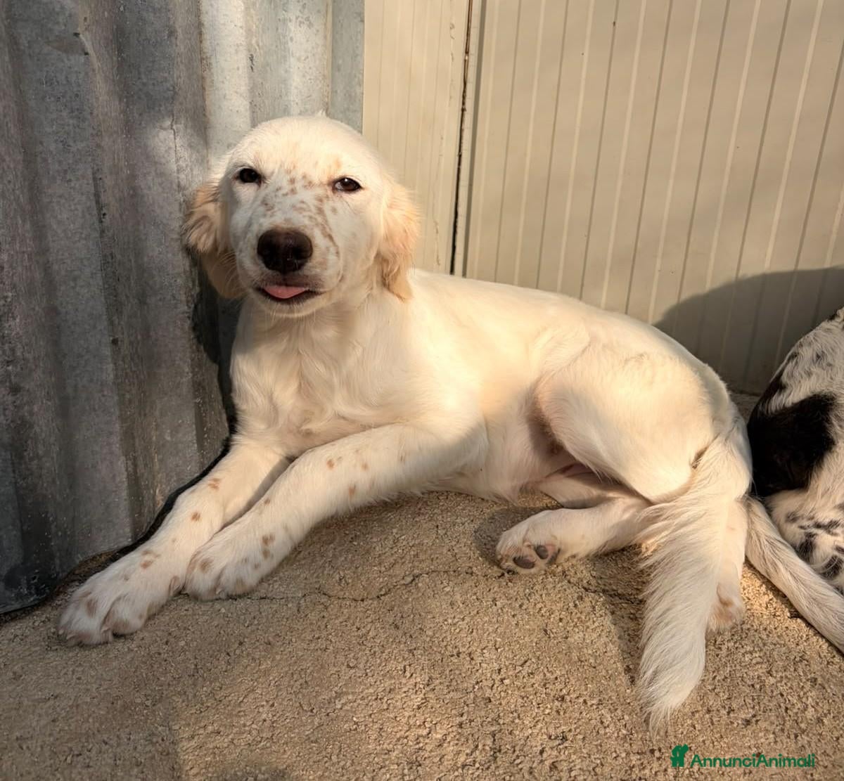 Setter Inglese cani TENERA SETTERINA BIANCA - Annuncio 40