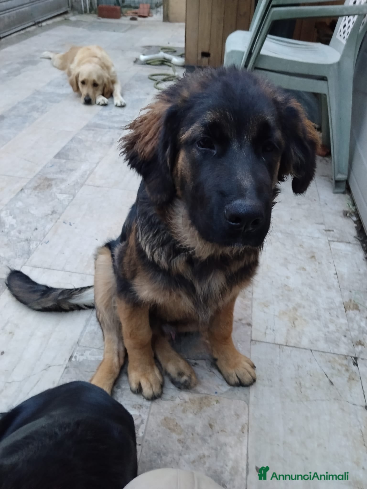 Meticcio cani CUCCIOLO - Annuncio 4
