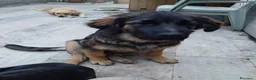 Meticcio cani in regalo: CUCCIOLO a Città metropolitana di Milano - Annuncio 1
