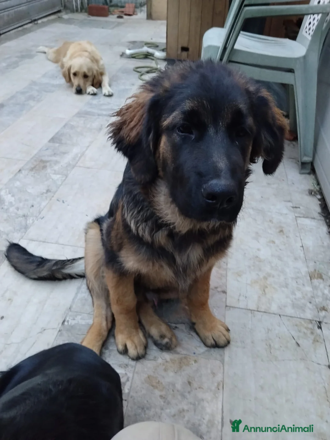 Meticcio cani in regalo: CUCCIOLO a Città metropolitana di Milano - Annuncio 1