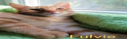 Europeo gatti in regalo: DOLCISSIMO GATTIN TABBY ARANCIO a Città Metropolitana di Firenze - Annuncio 4