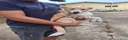 Meticcio cani in regalo: FIAMMA 🩷 DAL FUOCO, VERSO UNA NUOVA VITA 🙏🏻 a Provincia di Pavia - Annuncio 8