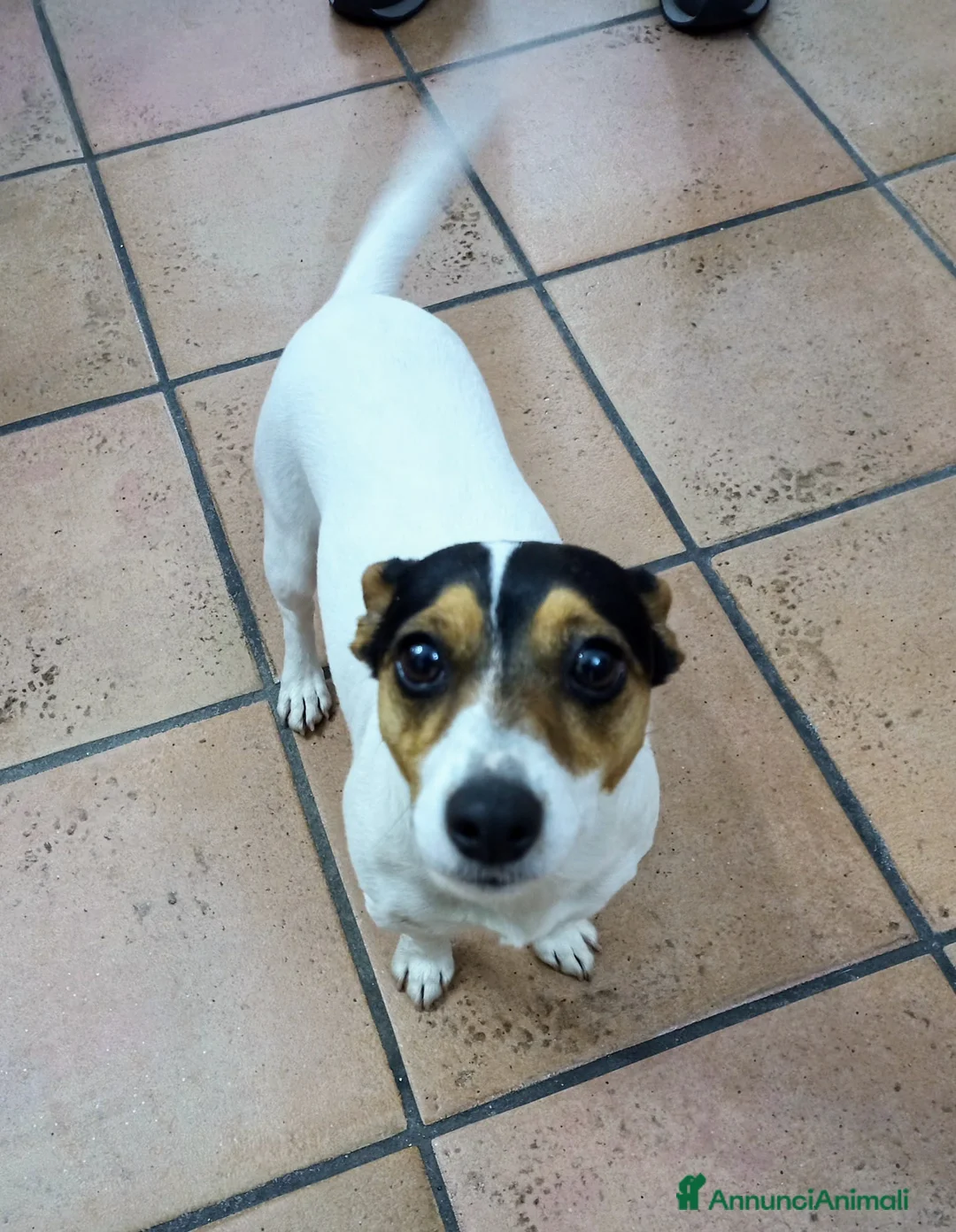 Jack Russell cani per accoppiamento: Kika cerca un compagno  a Provincia di Parma - Annuncio 3