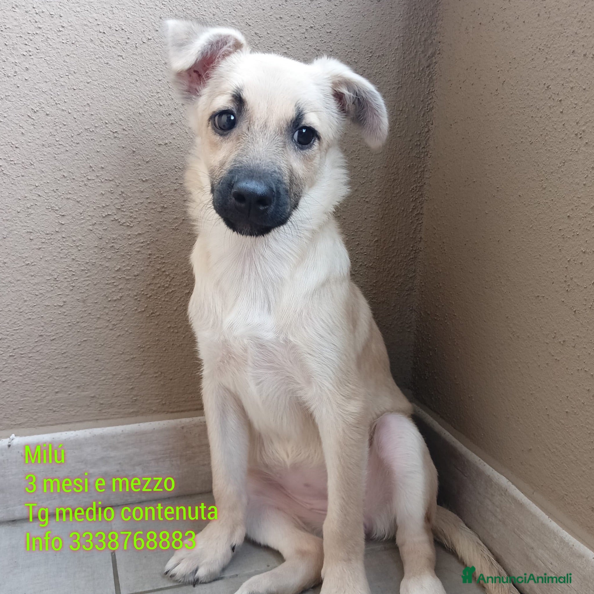 Meticcio cani Milú 3 mesi e mezzo quasi 5 kg cerca casa  - Annuncio 1
