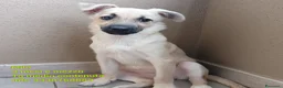 Meticcio cani in regalo: Milú 3 mesi e mezzo quasi 5 kg cerca casa  - Annuncio 1