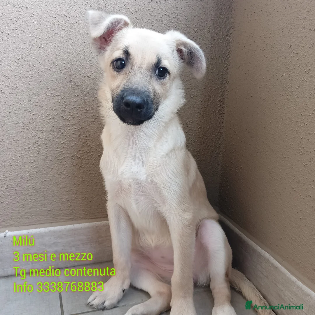 Meticcio cani in regalo: Milú 3 mesi e mezzo quasi 5 kg cerca casa  - Annuncio 1