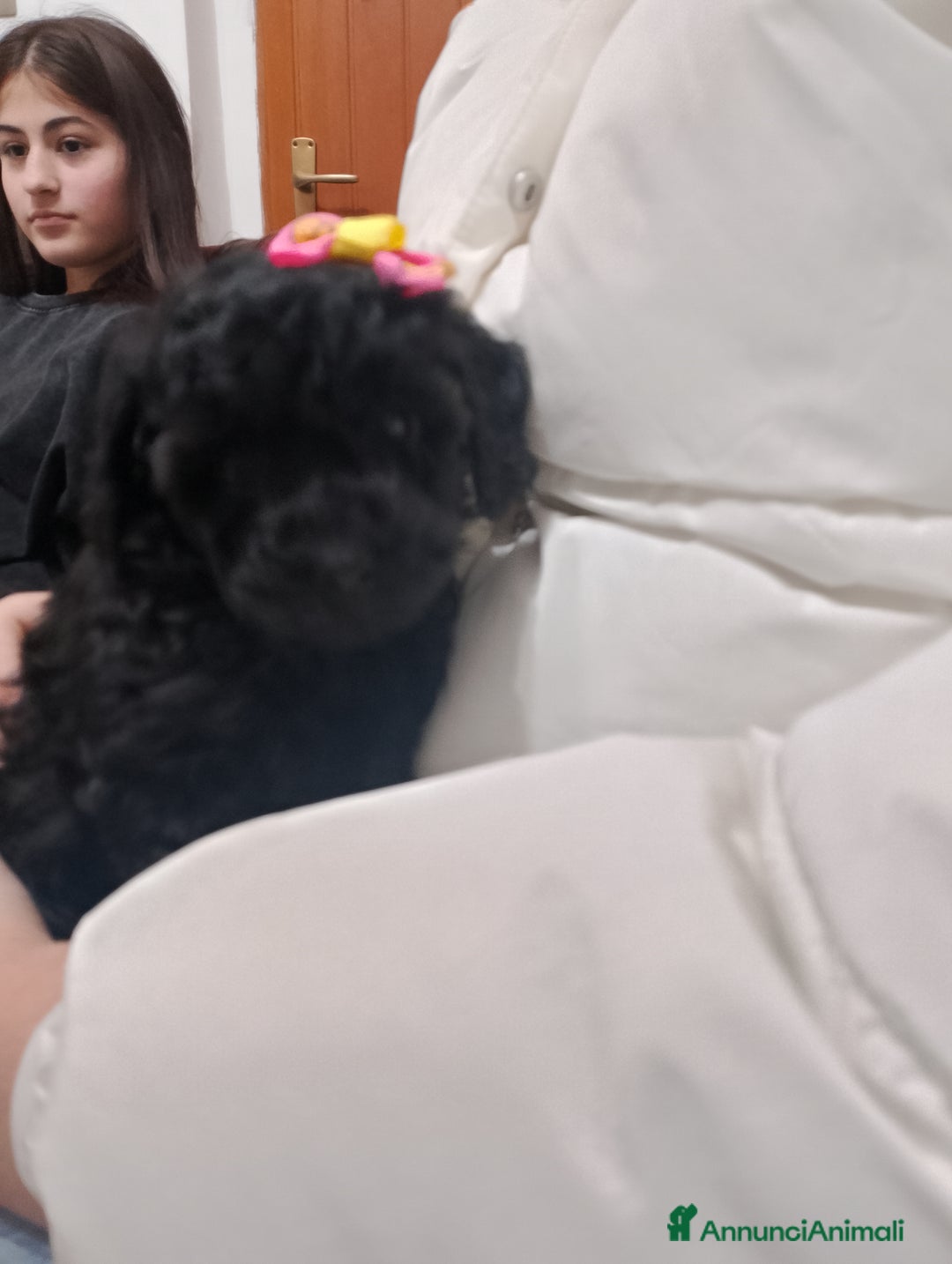 Barboncino cani in vendita: Barboncino nano - Annuncio 3