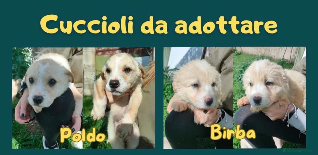 Pastore Maremmano cani in regalo: ADOZ.DEL 💔:belliss. e affettuosis  cercano amore  - Annuncio 1