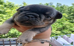 Bulldog Francese cani in vendita: cuccioli bulldog francese a Provincia di Avellino - Immagine 3