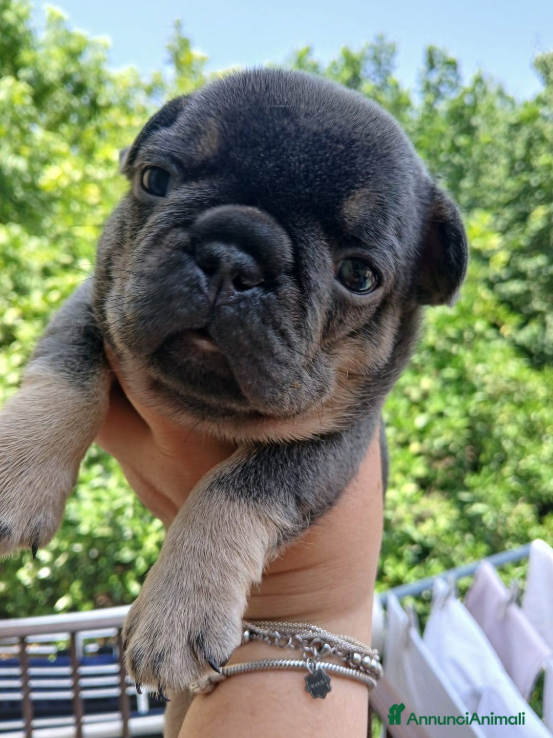 Bulldog Francese cani in vendita: cuccioli bulldog francese a Provincia di Avellino - Immagine 3