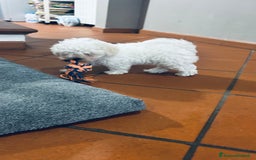 Bolognese cani in vendita: Cuccioli di Bolognese - Immagine 3