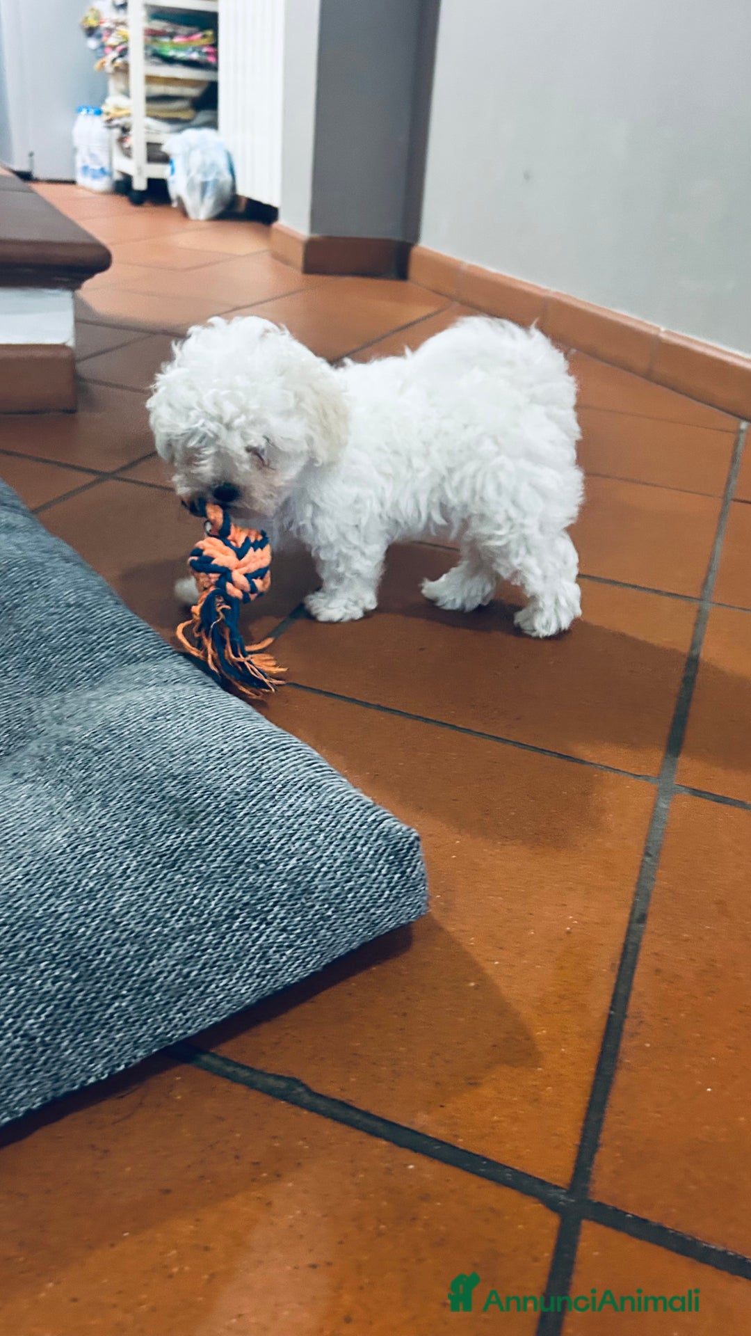 Bolognese cani in vendita: Cuccioli di Bolognese - Immagine 3