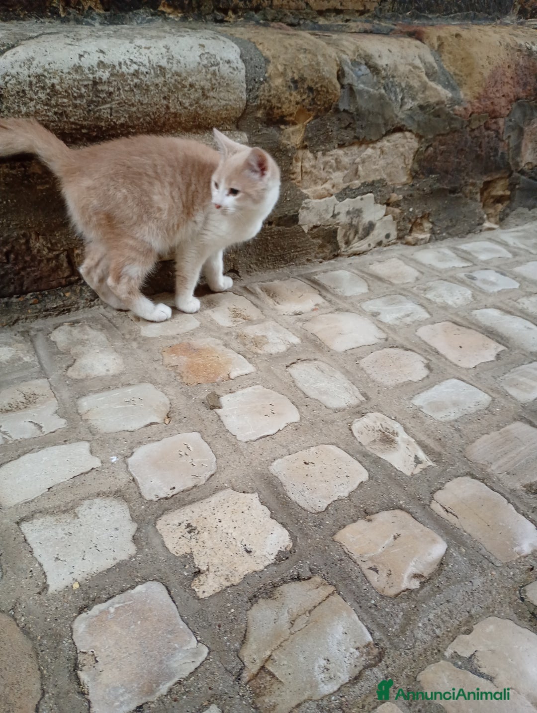 Europeo gatti in regalo: Kitten 4 month old need a new home - Annuncio 4