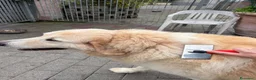 Meticcio cani in regalo: SALOMONE MAREMMANO - Annuncio 10