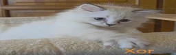 Siberiano gatti in vendita: Cuccioli di gatto siberiano neva masquerade - Annuncio 18