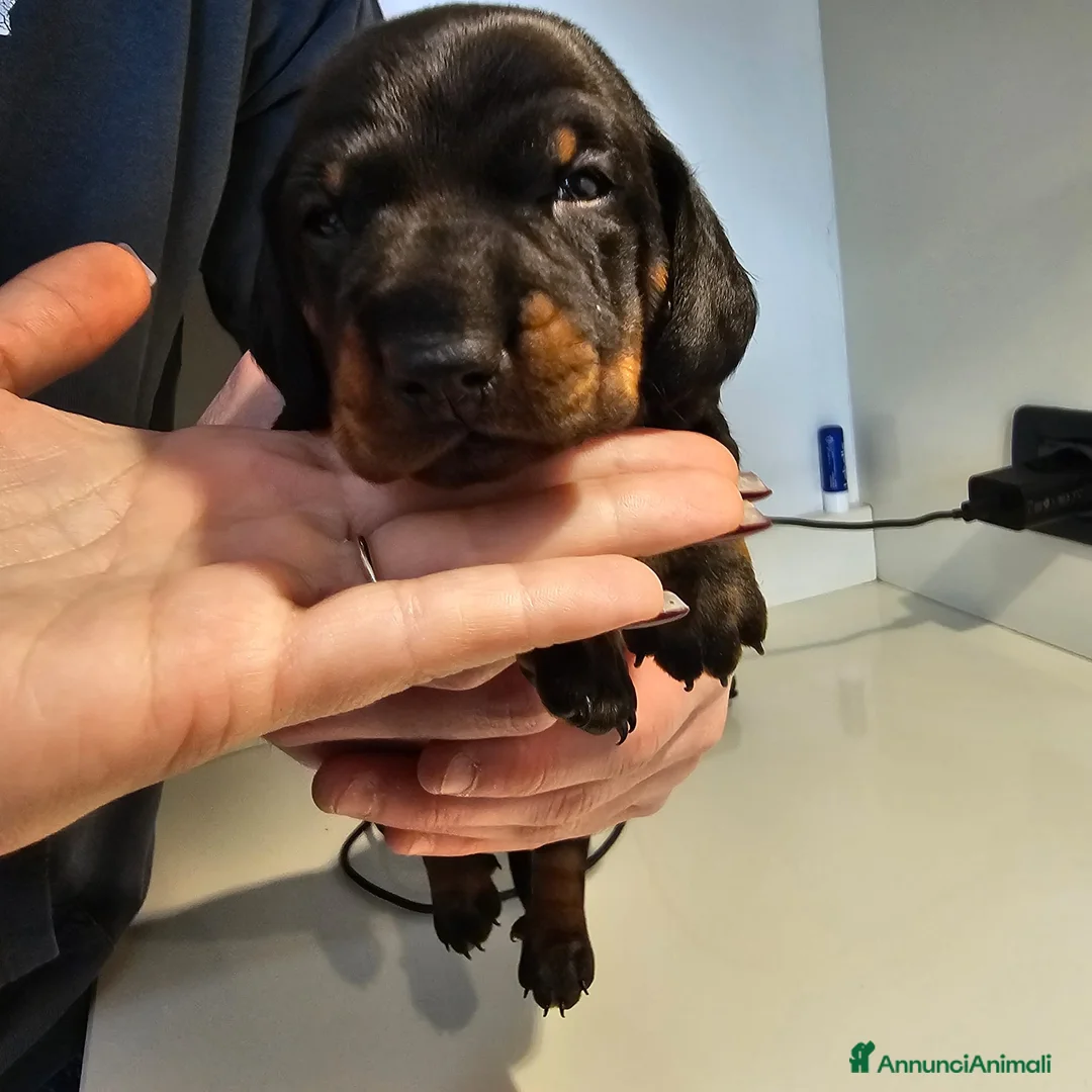 Bassotto cani in vendita: Vendita cuccioli di bassotto - Annuncio 13