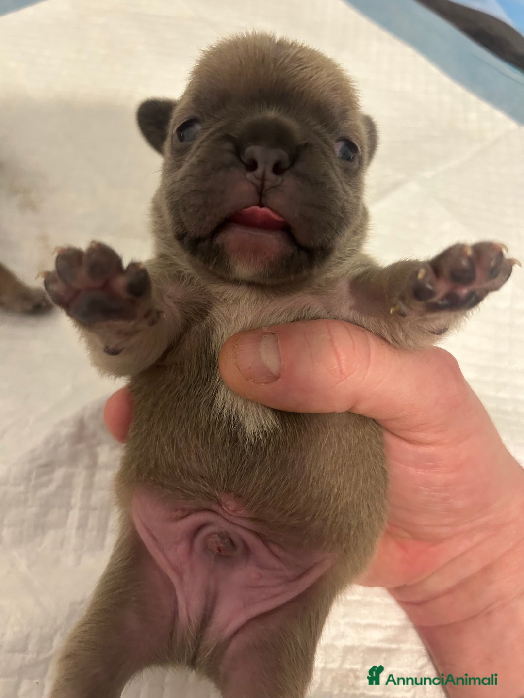 Bulldog Francese cani in vendita: Cuccioli maschi. Bulldog francese. - Annuncio 3