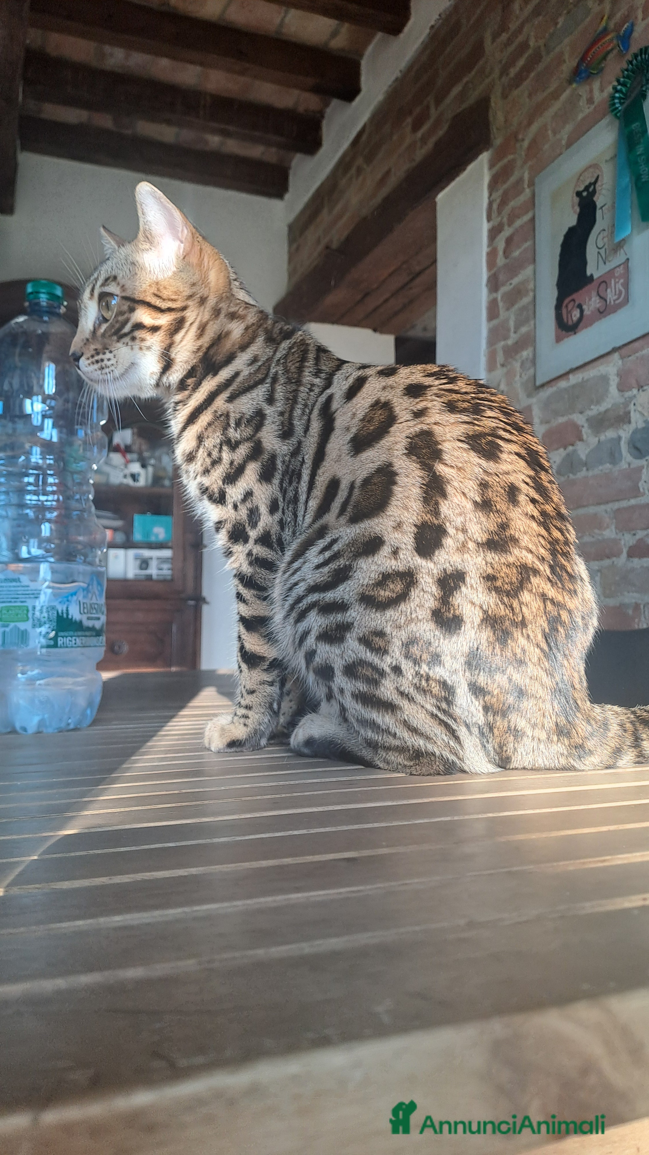 Bengala gatti Maschietto Bengala  - Annuncio 2