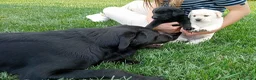 Labrador cani in vendita: Cuccioli di Labrador  - Annuncio 3