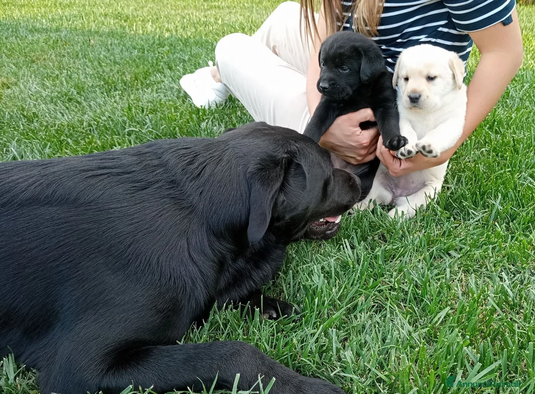 Labrador cani in vendita: Cuccioli di Labrador  - Annuncio 3