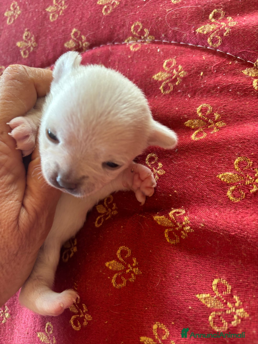 Chihuahua cani in vendita: Cuccioli Chihuahua con pedigree  - Annuncio 5