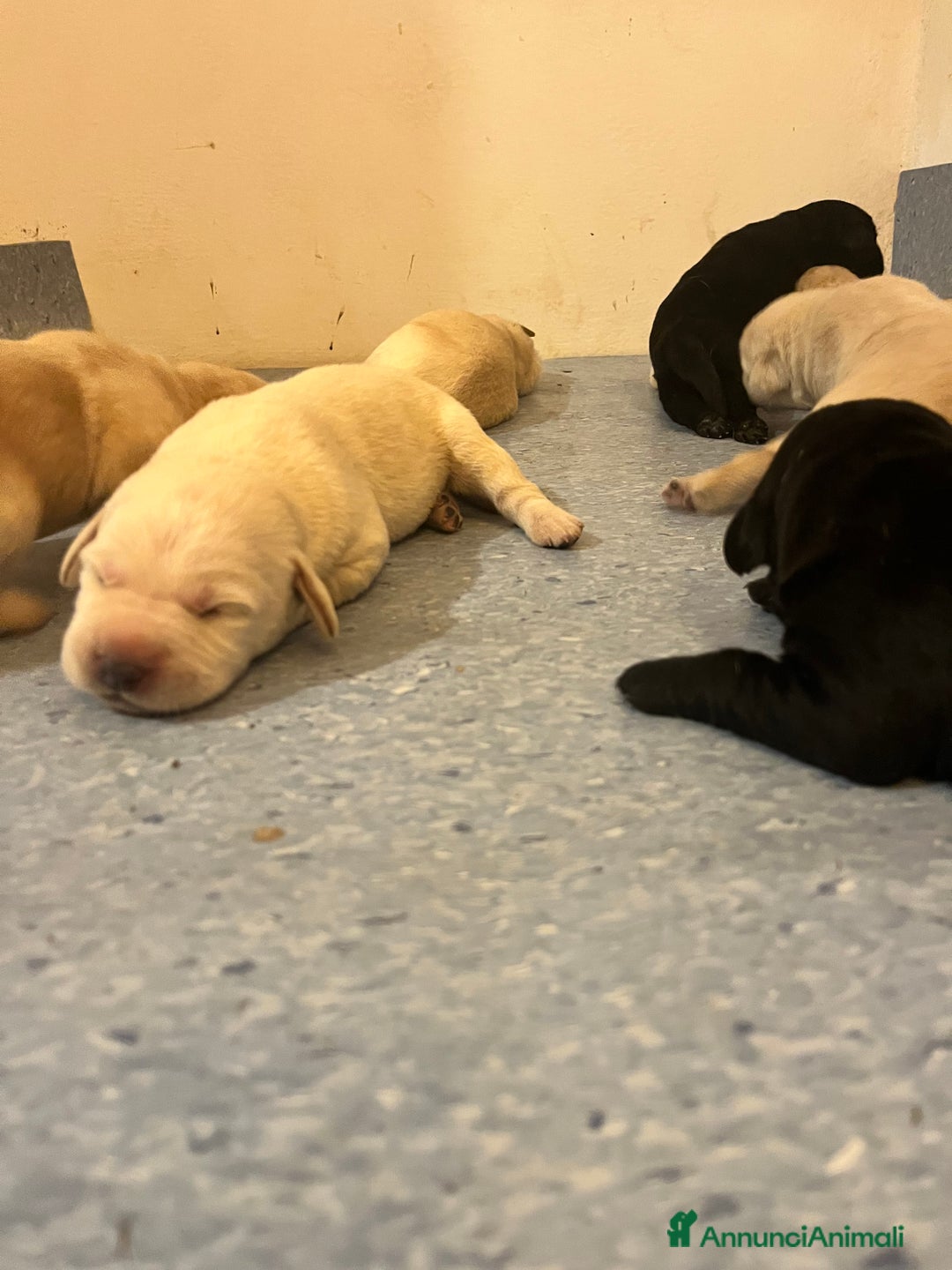Labrador cani in vendita: Cuccioli Labrador  a Provincia di Bergamo - Immagine 2